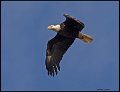_7SB1292 american bald eagle